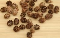 Quả thông, trái thông khô (2 - 4 cm): 1.000 đ/cái