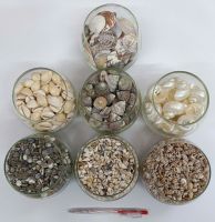 Vỏ sò ốc (7 loại): 10.000 đ/10 gr, 50.000 đ/100 gr, 350.000 đ/kg, 6 kg = 1.750.000 đ